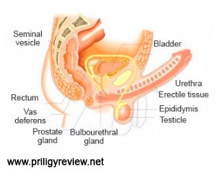 What Is Premature Ejaculation? 